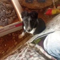 توله سگ سرابی