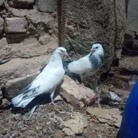 جفت جوجه پرشی|پرنده|کرباسک, |دیوار