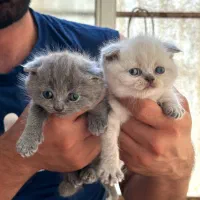 واگذاری اسکاتیش فولد ماده