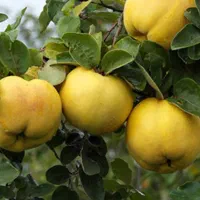 به ارگانیک درجه ۱