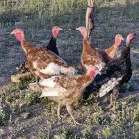 بوقلمون|حیوانات مزرعه|فیروزکوه, |دیوار