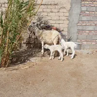 گوسفند مری دوبره ای اصل  با بره نر و ماده کامورایی