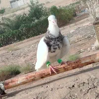 کبوتر طوقی هفت رنگ نر|پرنده|اهواز, کوی باهنر|دیوار