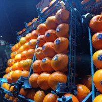 تامسون مجلسی درجه 1