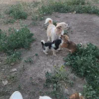 فروش سگ پاکوتاه سربه حال