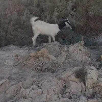 حیوانات مزرعه