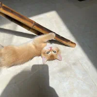 بچه گربه بریتیش