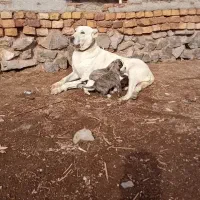 سگ ماده اصیل