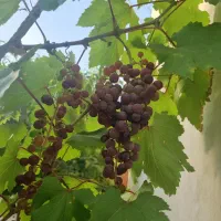 معاوضه زمین با ماشین|فروش زمین و ملک کلنگی|اصفهان, کارلادان|دیوار