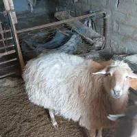 گوسفند|حیوانات|بجنورد, |دیوار