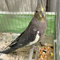 عروس هلندی|پرنده|تنکمان, |دیوار