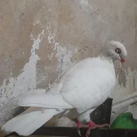 کبوتر دنش سفید نر