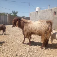 فروش دبر و قوچ  بزری