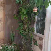 گل کله گرگی|گل و گیاه طبیعی|مشهد, میعاد (شهرک غرب)|دیوار