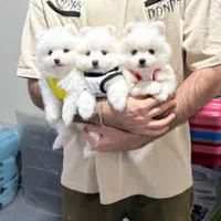 پامر خررسی سفید و پرتغالی|سگ|محمدشهر, همایون ویلا|دیوار