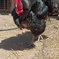 بوقلمون محلی برنز نر-ماده بالغ|حیوانات مزرعه|ورامین, شهرک مدرس|دیوار