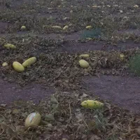 خربزه گاوی مناسب دام