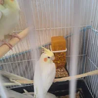 عروس هلندی