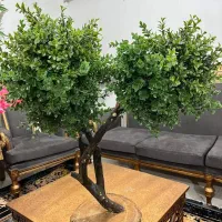 درختچه های جذاب و زیبا  با تنه طبیعی|صنایع دستی و سایر لوازم تزئینی|بهشهر, |دیوار