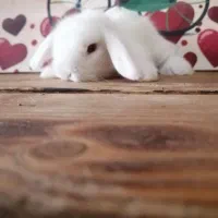 لوپ|موش و خرگوش|کرج, کوی امامیه|دیوار