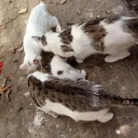 گربه خانگی|گربه|یزد, |دیوار