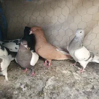 کبوتر|پرنده|مرودشت, بیست متری بیمارستان|دیوار