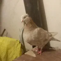 کبوتر شازده