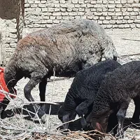 میش هترو ۲ساله زاییده