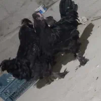 فروشی|حیوانات مزرعه|سراوان, |دیوار