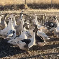 غاز و قو غاز درشت