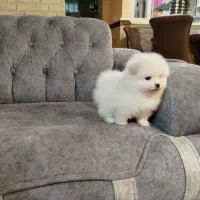 پامرانین سایز ریزتضمینی|سگ|کرج, گوهردشت|دیوار