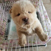 واگذاری توله چاوچاو پوزه فلت دو ماهه|سگ|بابل, |دیوار