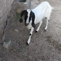 بزغاله ماده