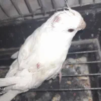 عروس هلندی