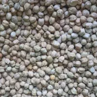 نخود  پیام بده