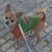 سگ شیواوا ریزترین سایز