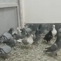 ۳۰ عدد حیون یک دنده|پرنده|تربت‌حیدریه, مسجد جامع|دیوار