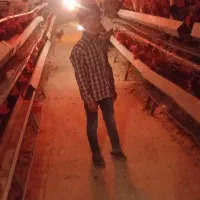 مرغ محلی|حیوانات مزرعه|تنکمان, |دیوار