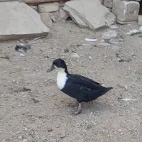 مرغ وبلدرچین و اردک محلی|حیوانات مزرعه|الوند, |دیوار