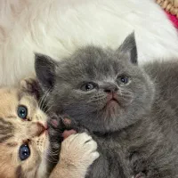 بریتیش‌بلو‌ خاص