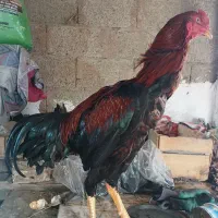 خروس لاری جوجه ۹ ماه