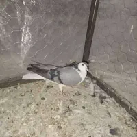 کبوتر|پرنده|خرم بید, |دیوار