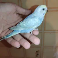 جوجه مرغ عشق رینبو ماده رامه رام