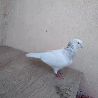 کبوتر کله دم سرور