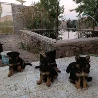 ژرمن شپرد اصیل واگذاری|سگ|شاهینشهر, حافظ جنوبی|دیوار