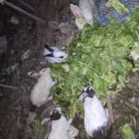 واگذاری و فروش خرگوش وبچه خرگوش|موش و خرگوش|اصفهان, کارلادان|دیوار