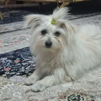 سگ خونگی