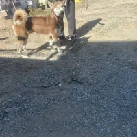 سگ حاسگی|سگ|چهاربرج, |دیوار