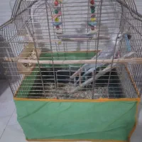 عروس هلندی فروشی