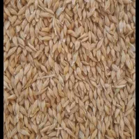 جو امسالی